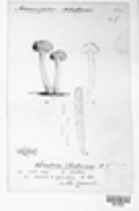 Leotia lubrica image